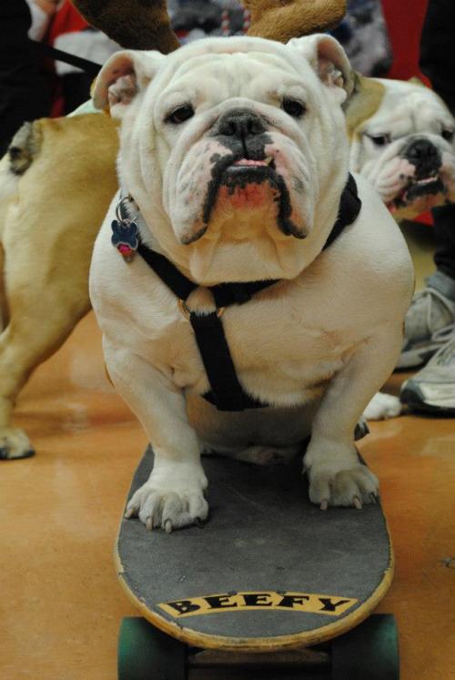 Beefy @ Union Square Petco to hang with Santa Paws! 12/15/12