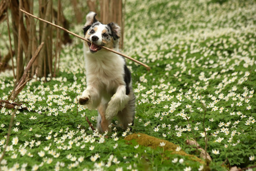 kiwiaussie:May 2016; Kiwi and spring flowers