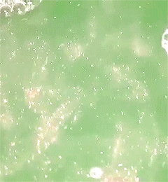 MEGA Luna Moth Stimboard