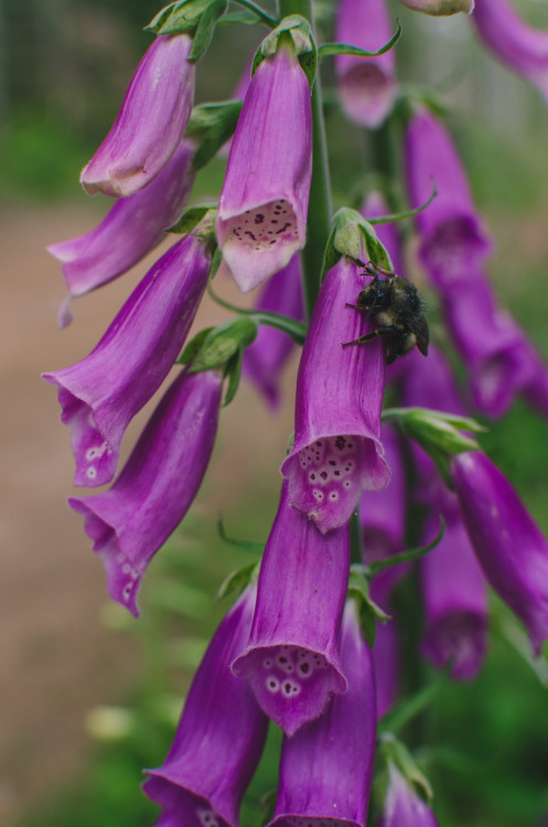 Foxgloves