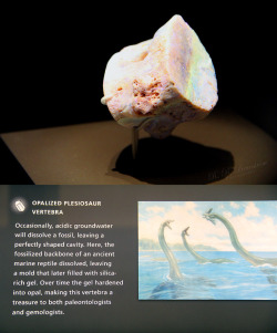 chilled-ray:From The Field Museum in Chicago, IL, USA.