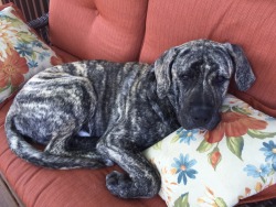 handsomedogs:  Our 6 month old Mastiff mix,