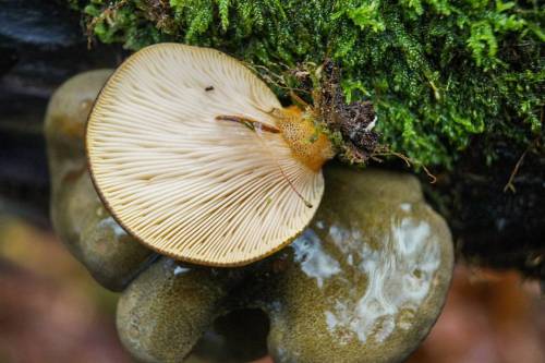 Gummihat Lat: Sarcomyxa serotina #mushroomspotting#mushroomhunting#danishmushrooms#fungi#danskesvamp