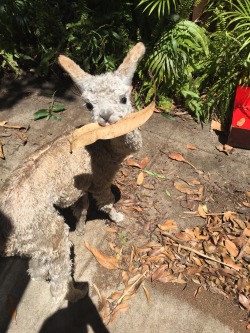 theadventuresofwatson:  Darwin helped me sweep my patio today.   Such a cute helper!