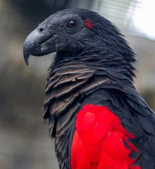 my-favorite-aesthetics:  biggest-gaudiest-patronuses:  biggest-gaudiest-patronuses: why are birds so cursed A Non-Comprehensive List of Birds That Piss Me Off  1. Dracula Parrot. This thing pisses me off like, a bunch 2.  King Vulture. the felted craft