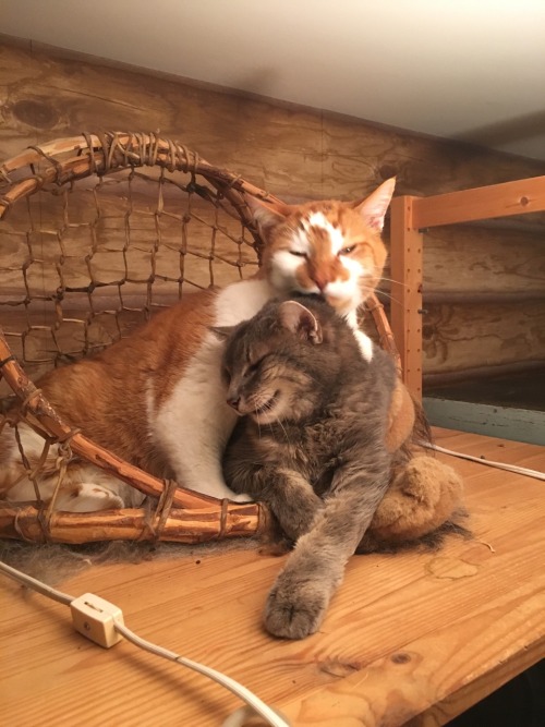 toetappinsilence: these two literally never get along but just today i spotted them sitting together