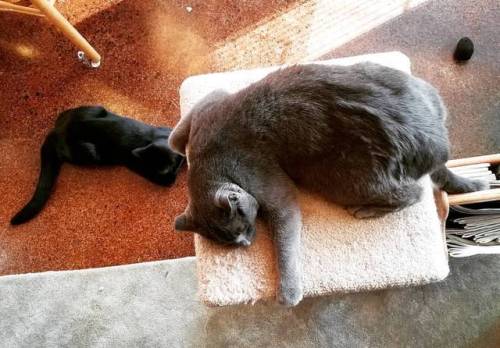 IT&rsquo;S MINE ALL MINE #catsofinstagram #cats #blackcat #graycat #lifewithcats (at Illinois)