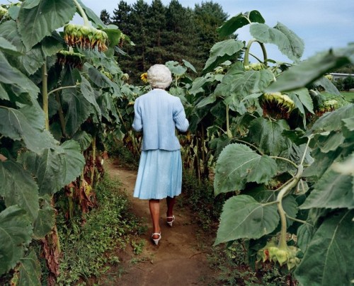 unusualyoung: Sheron Rupp, Trudy in Annie’s Sunflower Maze, Amherst, MA, 2000 © Sheron Rupp