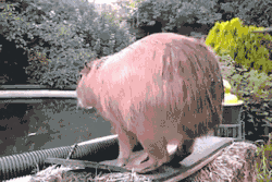 awwww-cute:  I give it a 9