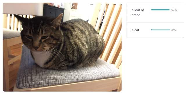 A cat sitting on a chair with its paws tucked up underneath it. AI’s rated it as: a loaf of bread: 97%; a cat: 3%