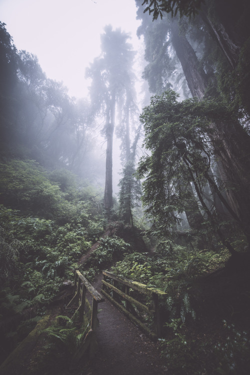 el-mo-fo-to: s t e e p ･ r a v i n e ･ i i i | marin county, california[vapor trail series]© Lo