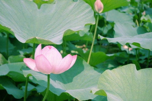 lotus flower