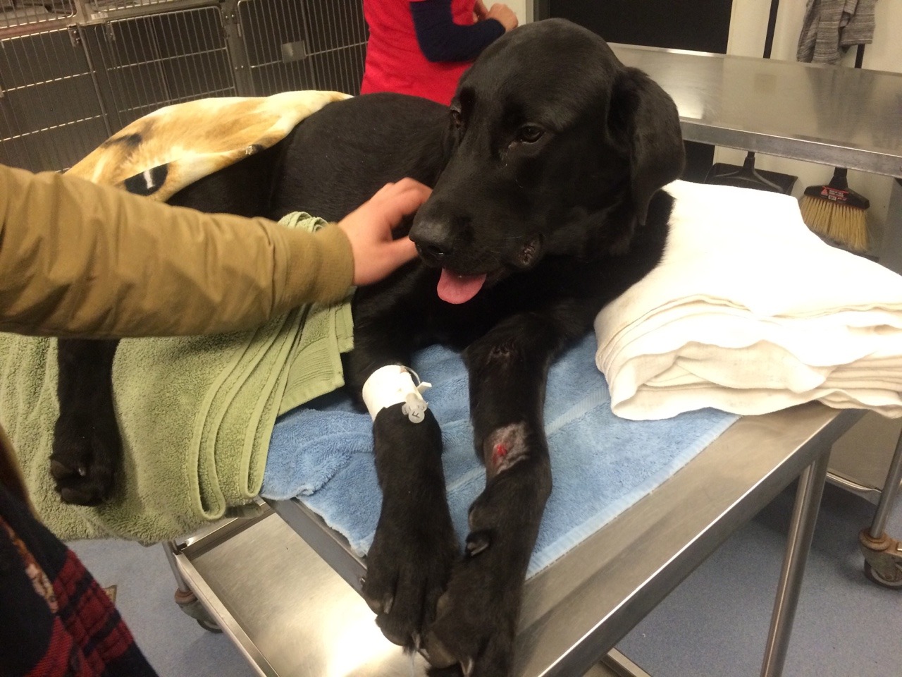 nipbar:  This is most likely all I will be posting about for a while. My dog was