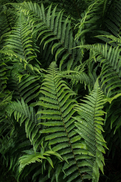 -vvaste:  Farr’s Bay Fern (by J R Oliver)