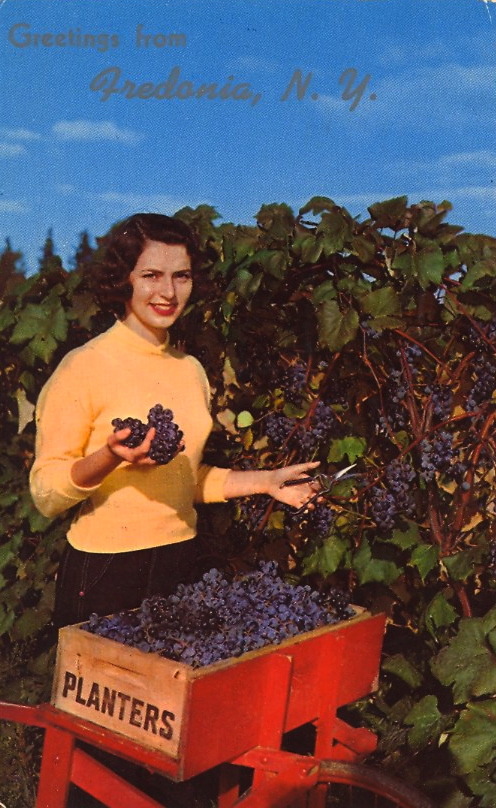 bad-postcards:  THE GREAT GRAPE BELTGreetings from Fredonia, New YorkHARVEST TIME