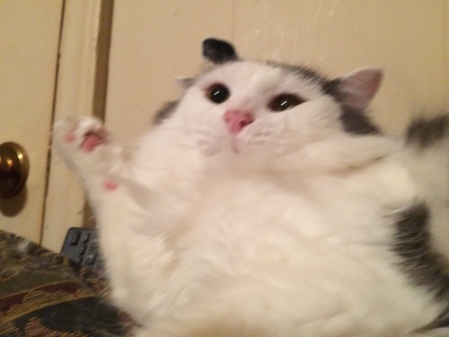 unshrink:unflatteringcatselfies:This is meathead. he’s disgusting and we love him.