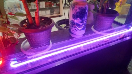 cactuseeds:  Bklyn