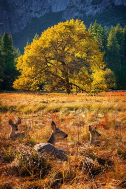 sublim-ature:  Yosemite Valley, CaliforniaRyan Buchanan