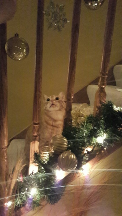 imeeshuu:My cats face as we put up decorations