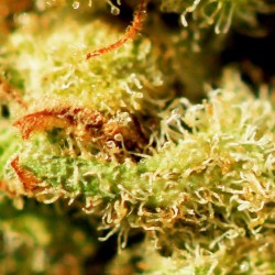 A-High-Ass-Ginger:super Close Up Of Pineapple Express 