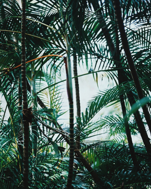 I have an obsession with Palms. #traveldiary #CamsJournal