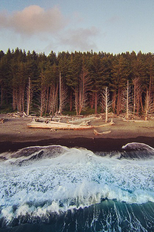 plasmatics-life:  Another angle of driftwood beach - {by Dirk Dallas} | {Follow