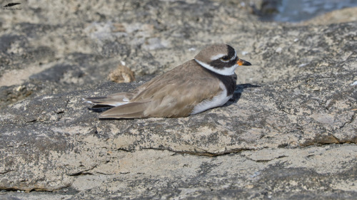 RInged Plover - Borrelho-grande-de-coleira (Charadrius hiaticula)Oeiras/Portugal (8/09/2021)[Nikon D