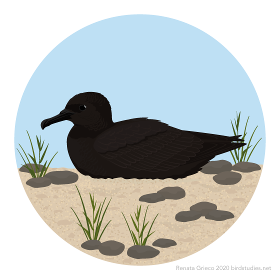 November 18, 2020 - Christmas Shearwater (Puffinus nativitatis)
Breeding on the Northwestern Hawaiian Islands, Kiritimati (or Christmas Island), and other small islands in the central and eastern Pacific Ocean, these shearwaters are found across the...