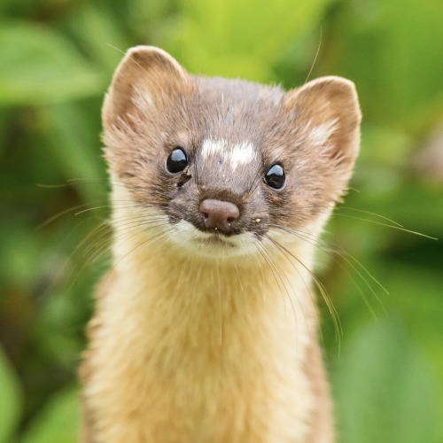 Weasel MacCready!?