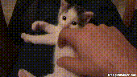 Cat GIF Central