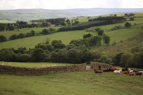 Hiking in the Yorkshire Dales.June 2017© Jantine Broek