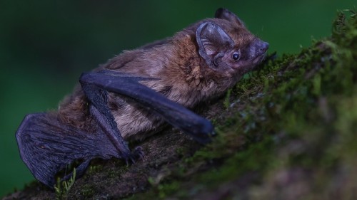 Common pipistrelle bat, Yanis Bordeaux
