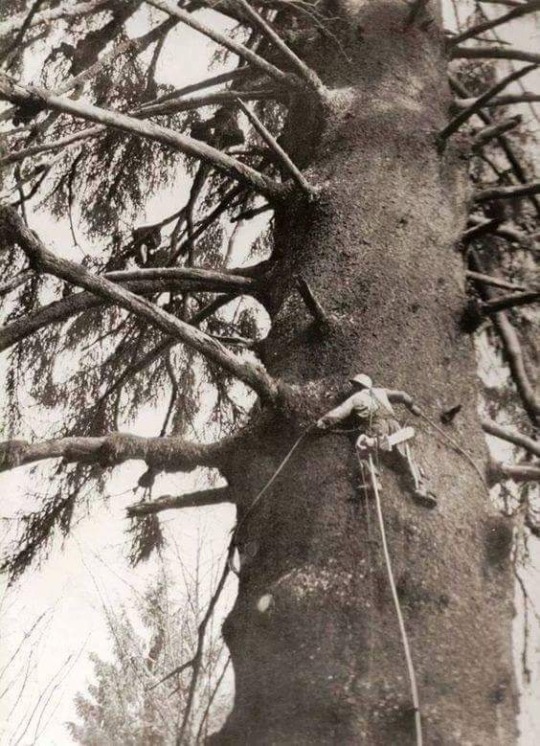 southernsideofme:    Shoutout to all the loggers of the past, y’all were fucking animals! Have it easy today in comparison 
