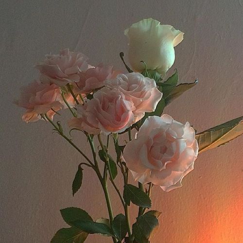 kissedbythevoid:www.instagram.com/p/BByB4W_xfz0/