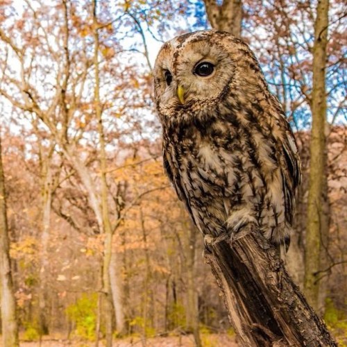 cjwhiteshizzle:In love with this pic of buzz the tawny owl ❤️❤️ #owl #owls #tawnyowl #raptor #bird #