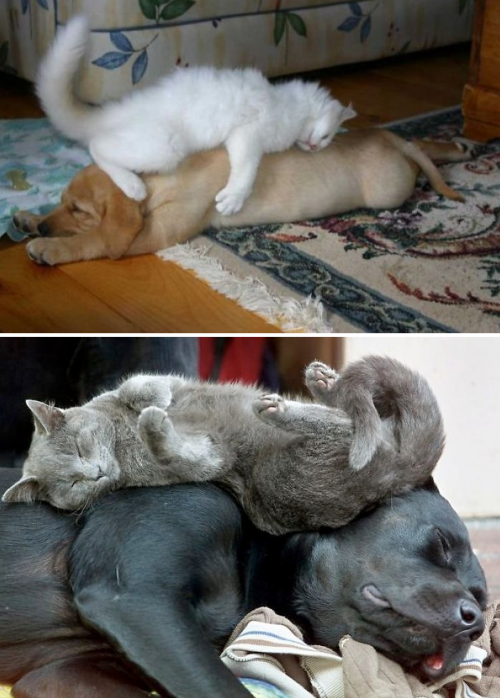 tastefullyoffensive:Cats Using Dogs as Pillows (images via bored panda)Previously: Puppies That Look Like Teddy Bears