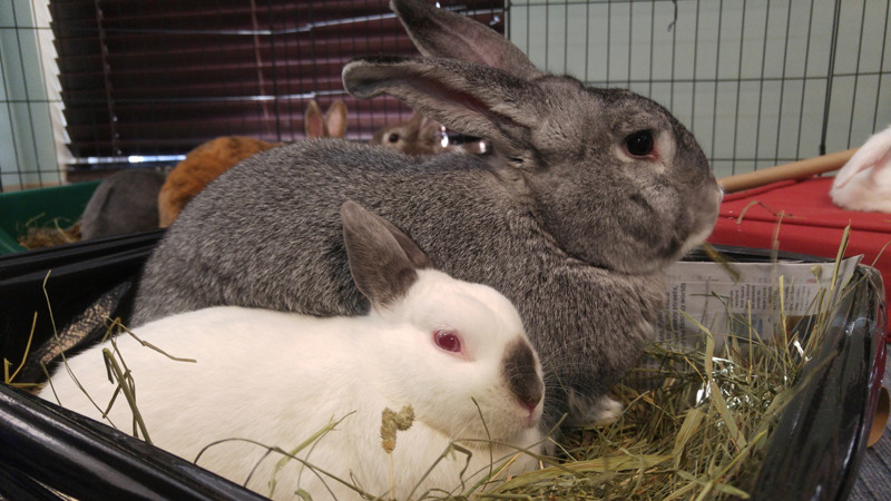 fortunas-sands:  Some of the bunny pictures from the Georgia House Rabbit Society’s