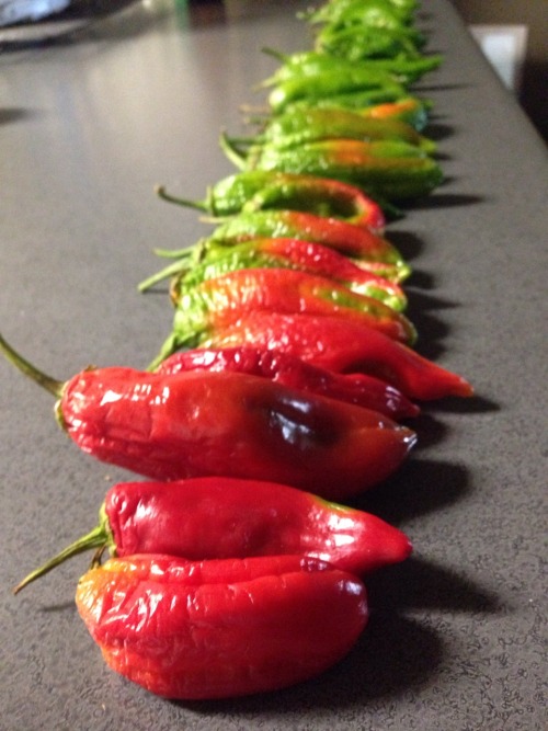 Anaheim Peppers waiting to be strung to ripen and dry. California Chile powder is their future.