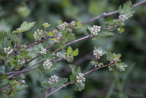 Wild currant in bud&copy; riverwindphotography, June, 2019