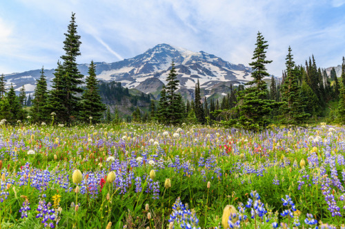 bsharp321:Van Trump Park at Mount Rainier.  