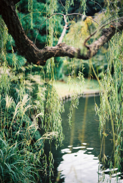 italdred:  Shinjuku park lakes (by haribogreen) 