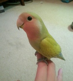 awwww-cute:  This bird is pretty darn cute