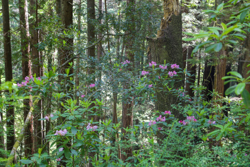 steepravine: Rhododendron Trees Flowering In Redwood Forest I hiked in this magical park for the fir