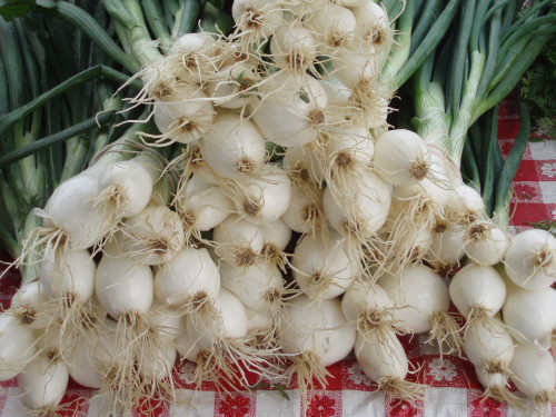 Onions, Burke Farmer’s Market, Autumn 2006.