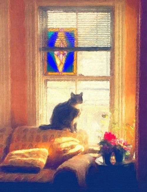 le chat avant le fenêtre (2019)
