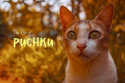 My Puchku