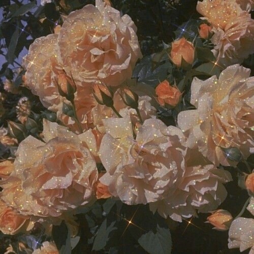 lovelessthan - Beauty Has Her Way