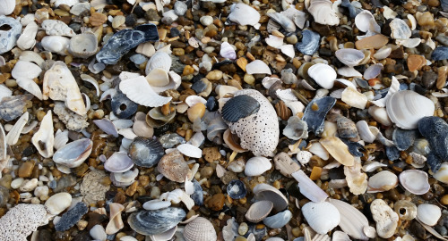 The shell beds found along the beaches at low tide are among the best places to look for sea glass. 