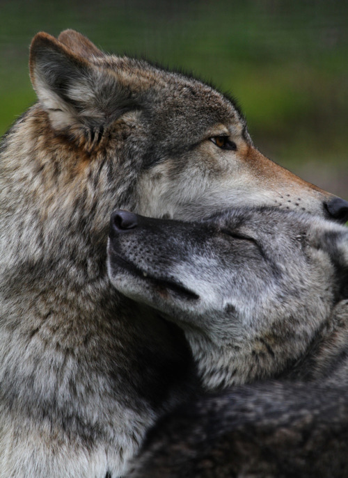 wolveswolves:  “Besides love and sympathy, animals exhibit other qualities connected with the social instincts which in us would be called moral“ - Charles Darwin [x] 
