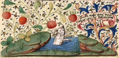 inacom:discardingimages:bathing cat - medieval French proverb ‘aussi aise que ung chat qui ce 